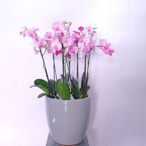 Pink Orchid Blush