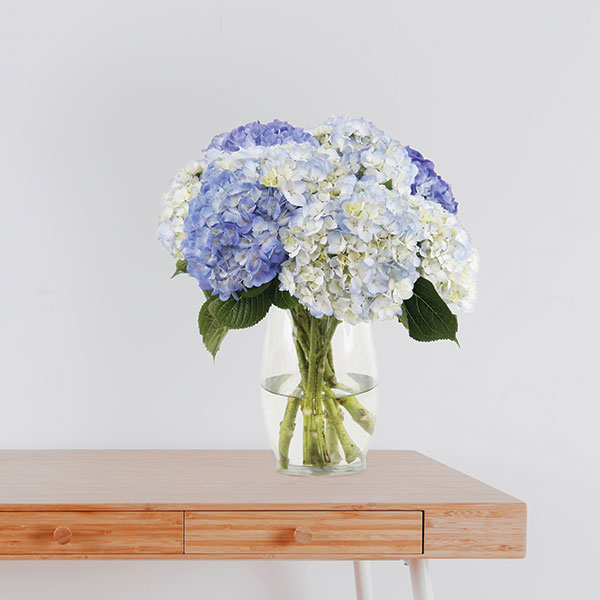 White and Light Blue Hydrangea Mix Bouquet